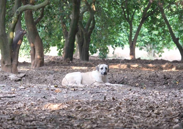 Köpeklerin çocuğu yaraladığı bahçede başıboş köpekler hala duruyor
