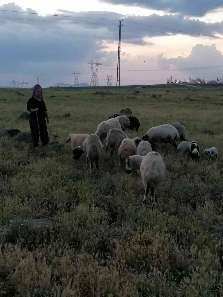 Köpeklerin saldırısına uğrayan 3 koyun telef oldu
