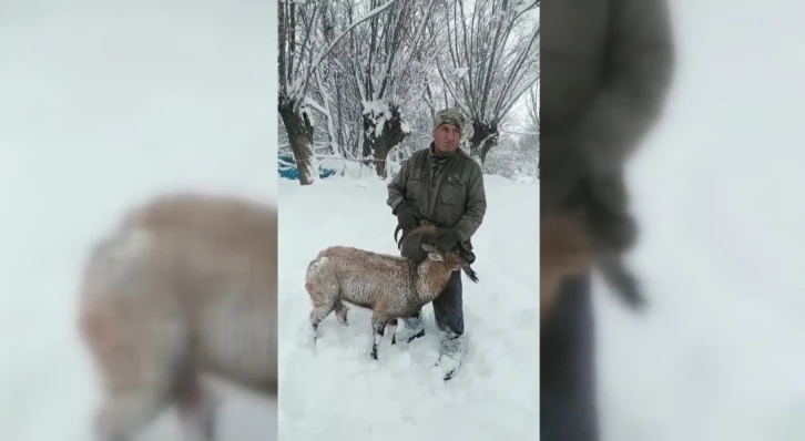 Köpeklerin saldırısına uğrayan dağ keçisini muhtar kurtardı
