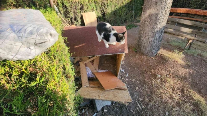 Köpeklerin saldırısından korkup ağaçta mahsur kalan kediyi itfaiye kurtardı
