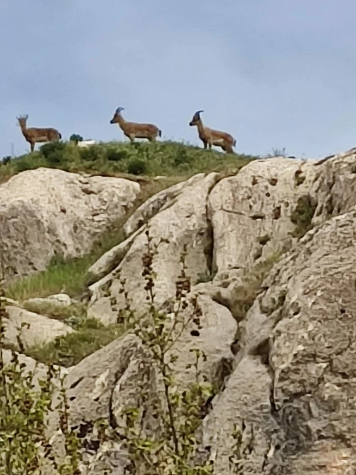 Koruma altındaki dağ keçileri Harput’ta görüntülendi
