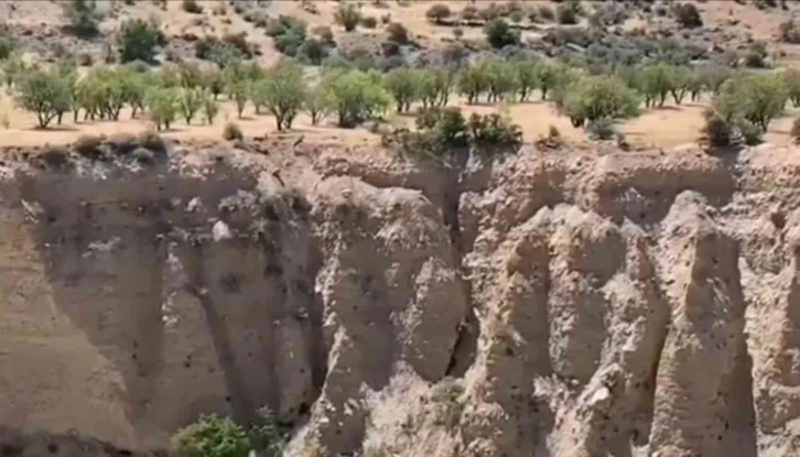 Koruma altındaki dağ keçileri sürü halinde görüntülendi
