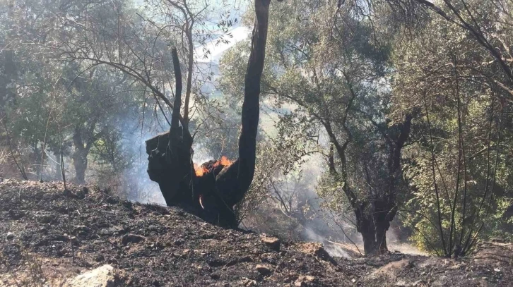 Köşk’te zeytinlik yangını korkuttu
