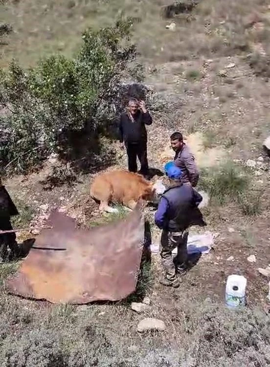 Köylülerden inek kurtarma operasyonu
