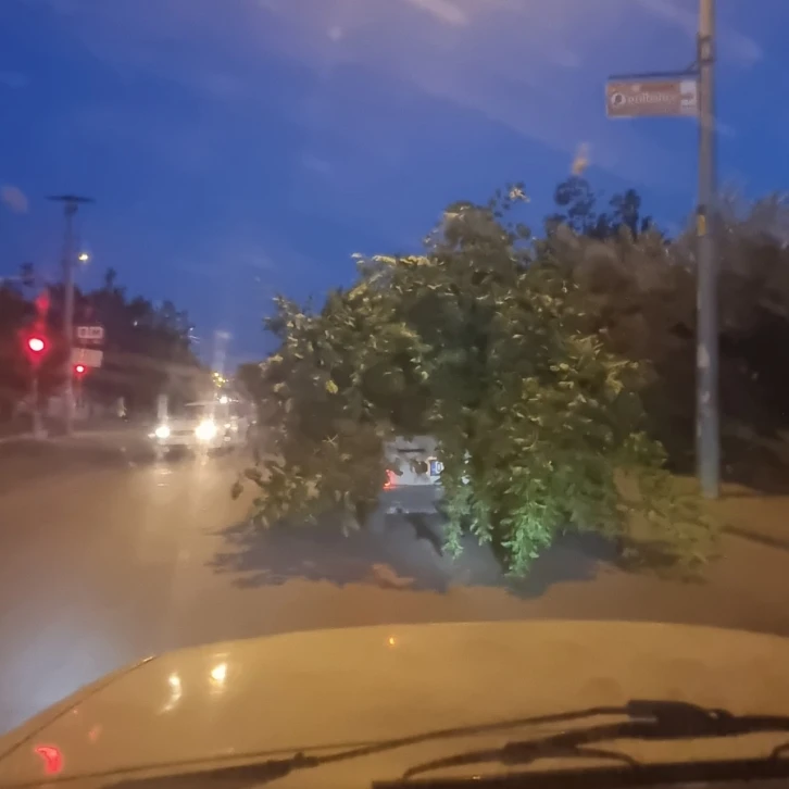 Kozan’da ’ağaç otomobil’i görenler hayrete düştü
