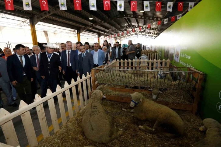 Küçükbaş hayvancılık festivali için geri sayım başladı
