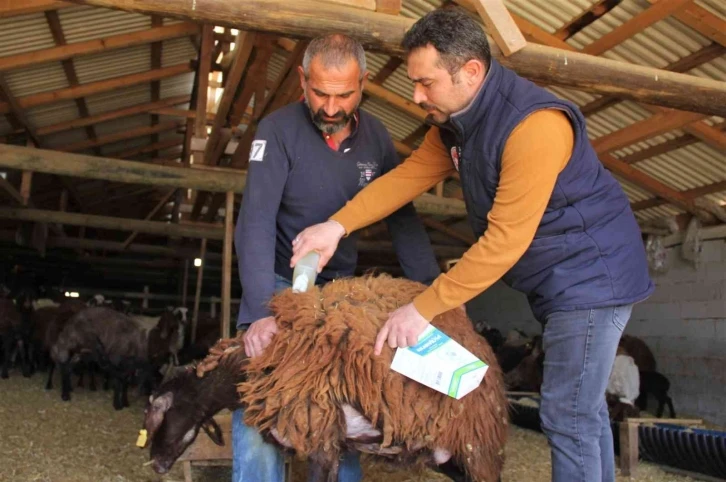 Küçükbaş hayvanlar kenelere karşı ilaçlanıyor
