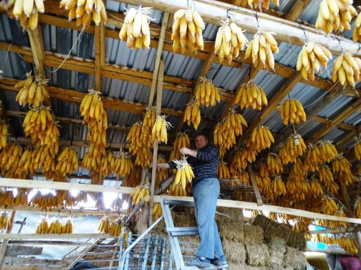 Külçe Halinde Binlerce Mısırı Tavana Asan Çiftçi