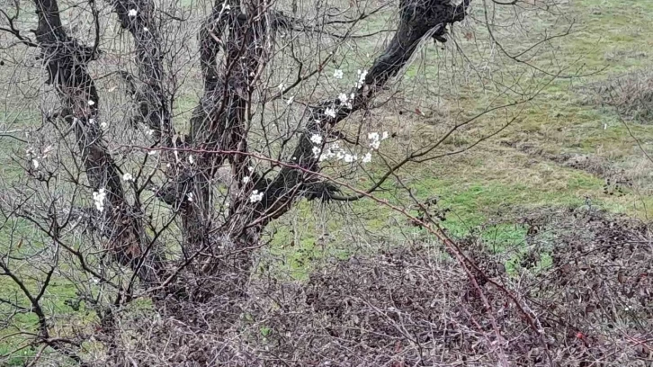 Kulp’ta badem ağaçları vaktinden önce çiçek açtı
