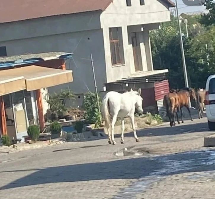 Kulp’ta başıboş dolaşan atlar ilçe merkezine indi
