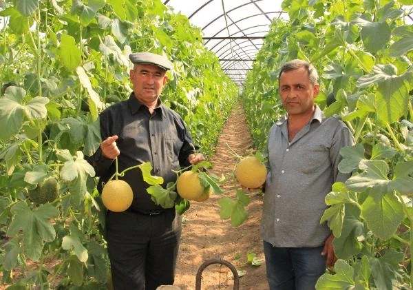 Kumluca'da kavunda erken hasat