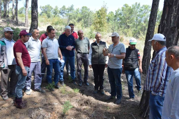 Kumluca’da köylülere gelir getirecek ormanlar oluşturuluyor
