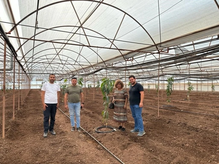 Kumluca’da tropik meyve yetiştiriciliği eğitimi
