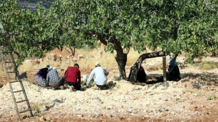 Kuraklık ve soğuk 'yeşil altın'ı vurdu