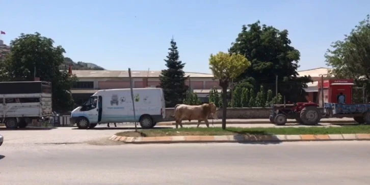 Kurban bayramını aratmayan görüntüler, boğa ortalığı bir birine kattı
