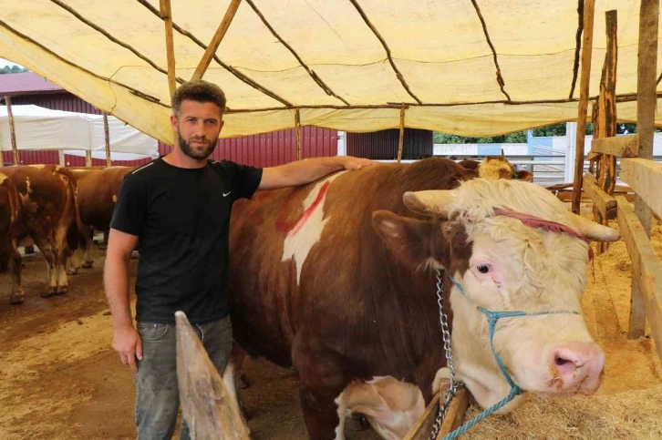 Kurban pazarının 1,3 tonluk Şampiyon’u
