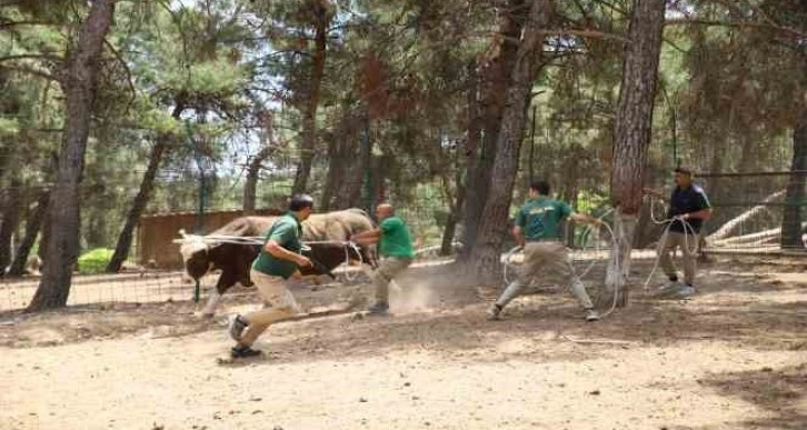 Kurban yakalama timi göreve hazır