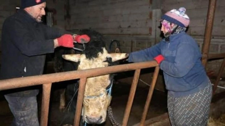 Kurbanlık boğalarını depremzedelere bağışladılar