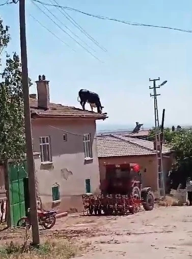 Kurbanlık büyükbaş hayvan sahibinden kaçarak çatıya çıktı
