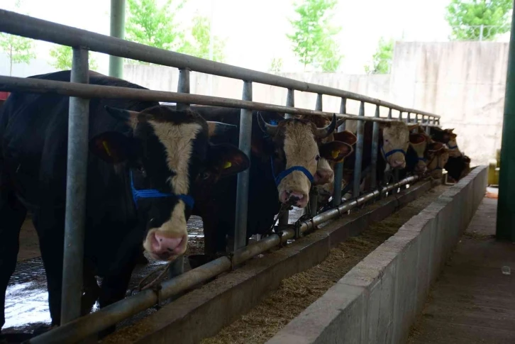 Kurbanlık hayvanlar pazardaki yerlerini aldı
