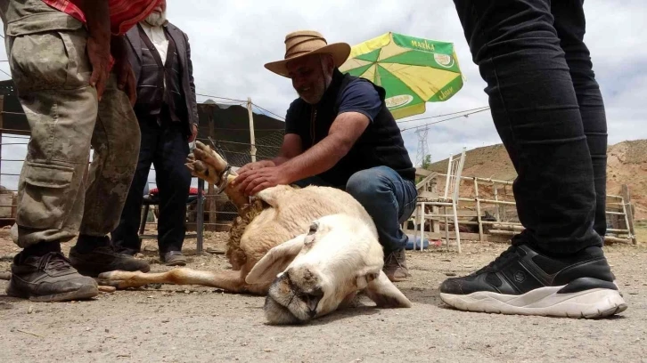 Kurbanlık satışları son güne kadar devam etti
