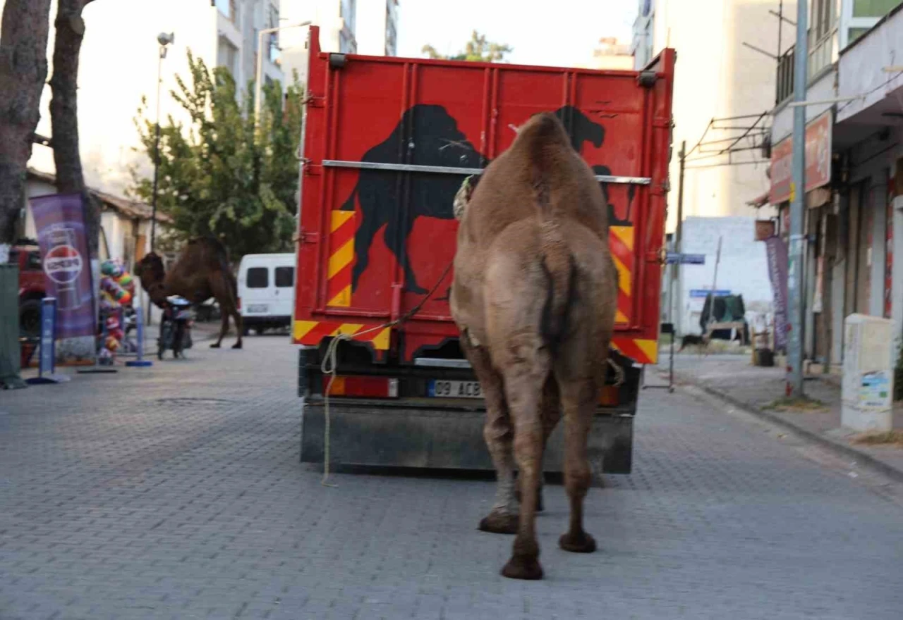 Küresel ısınma develerin de dengesini bozdu
