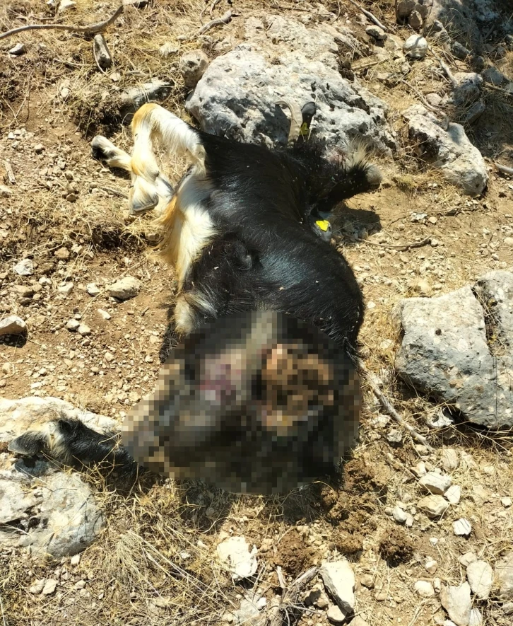 Kurt sürüsü keçilere saldırdı, 16 hayvan telef oldu
