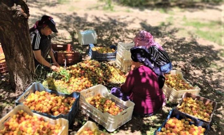 Kuru kayısıda 85 bin tonu aşkın üretim hedefleniyor
