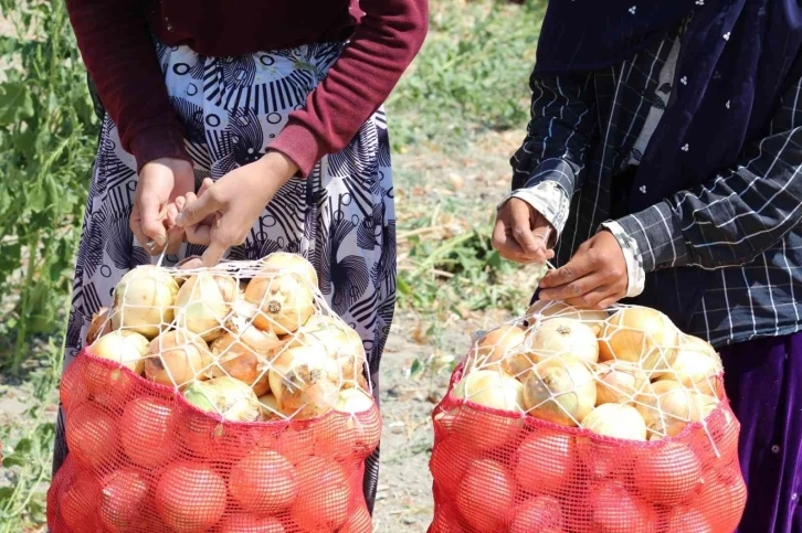 Kuru soğan zam şampiyonu oldu
