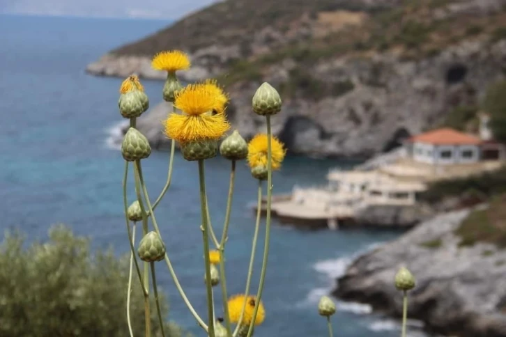 Kuşadası Belediyesi’nden ‘Doğal Botanik Parka’ koruma çemberi
