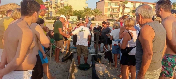 Kuşadası’nda yumurtadan çıkan son yavru caretta da özgürlüğe kulaç attı
