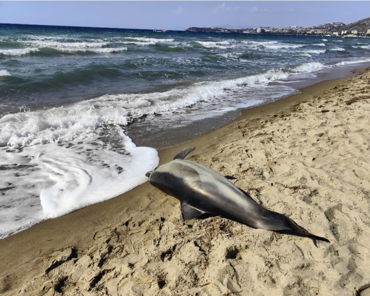 Kuşadası’nda yunus ölüsü karaya vurdu
