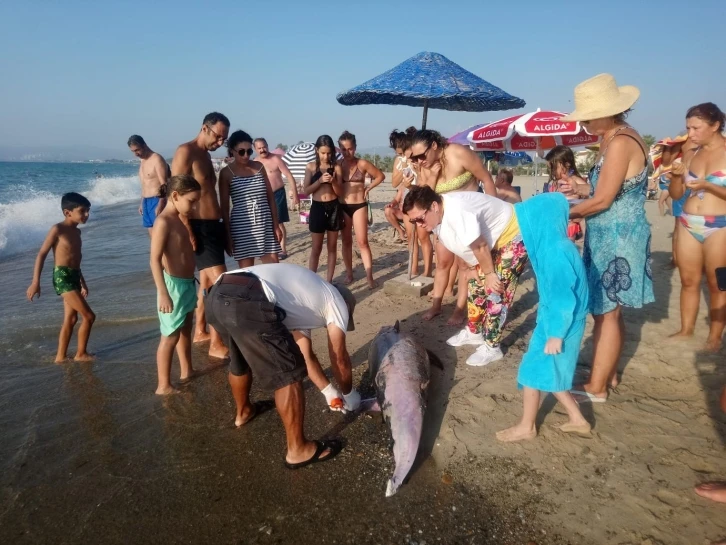 Kuşadası’ndaki yunus ölümü tedirgin etti
