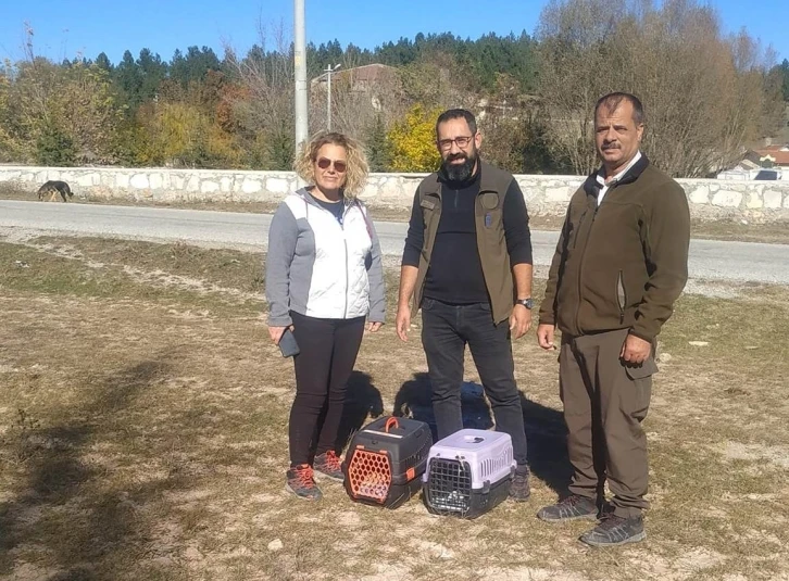 Kütahya’da sağlık kontrolleri yapılan 4 peçeli baykuş doğaya salındı
