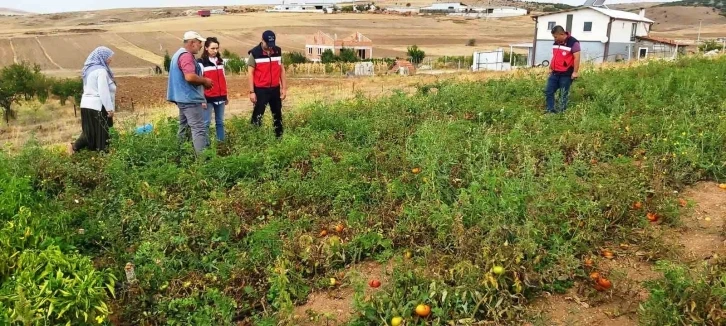 Kütahya’da TAKE projelerinden domates ve biber üretim alanları denetlendi
