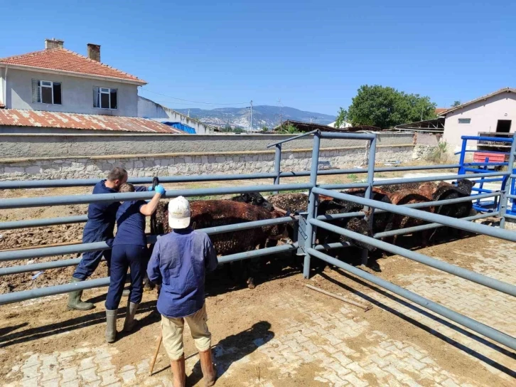 Kütahya’ya Uruguay ve Brezilya’dan getirilen besilik sığırlar kontrol edildi
