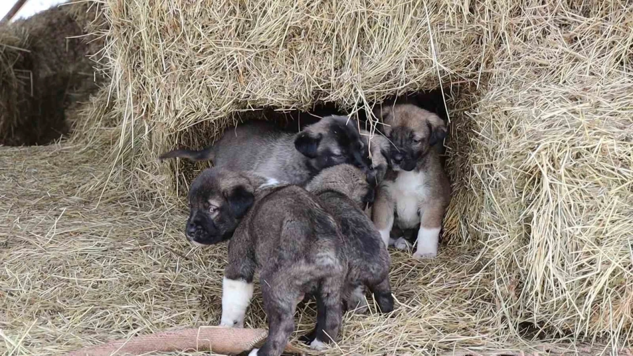 Kuyruksuz köpek yavruları sahiplerini şaşırttı
