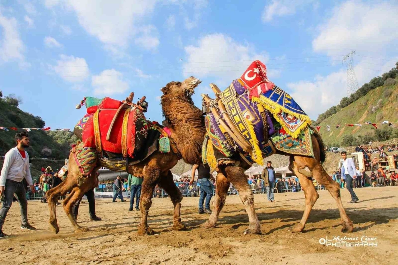 Kuyucak’ta deve güreşi şenlikleri yapılacak
