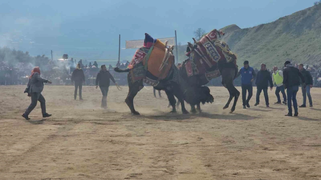 Kuyucak’taki deve güreşlerini 15 bin kişi izledi
