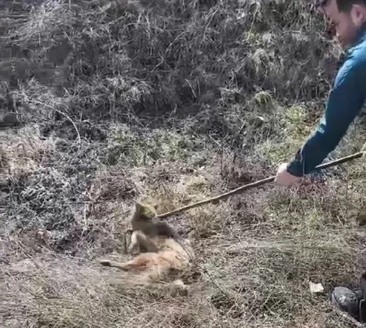 Kuyuya düşen çakal kurtarıldı
