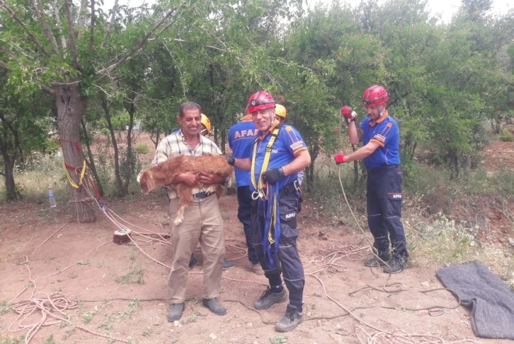 Kuyuya düşen keçiyi AFAD kurtardı
