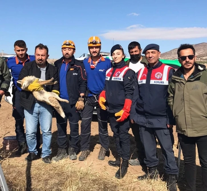 Kuyuya düşen tilkiyi ekipler kurtardı
