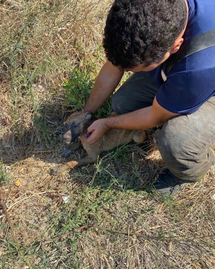 Kuyuya düşen yavru köpeği itfaiye kurtardı
