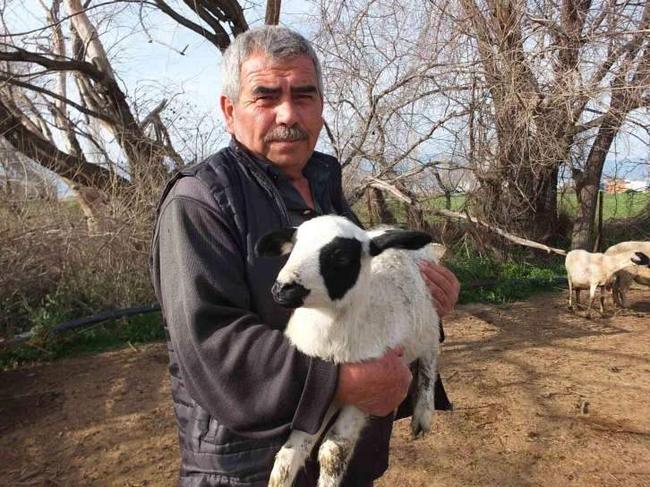 Kuzuların kesilmesine gönlü razı olmadı
