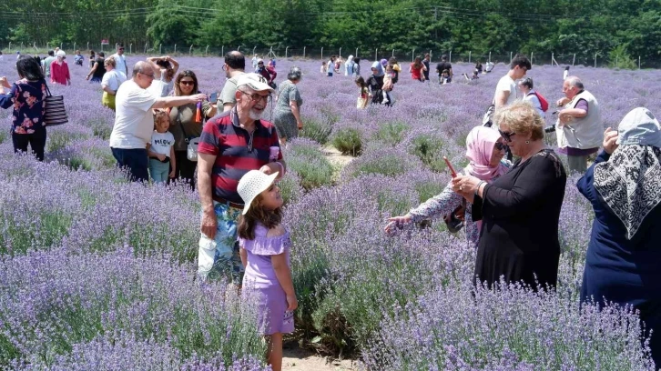 Lavanta tarlaları doğal stüdyoya döndü, fotoğraf çektirmek için akın ettiler
