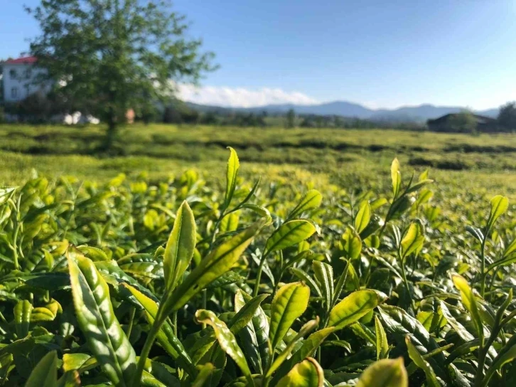 Lipton Doğu Karadeniz’de çay hasadına başladı
