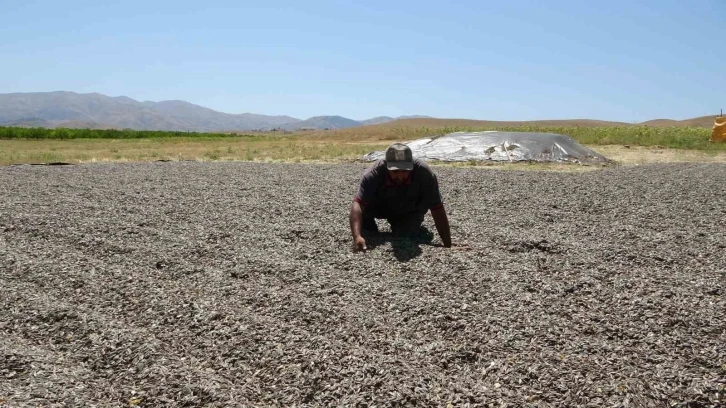 Malatya’da ayçiçeği hasadına başlandı
