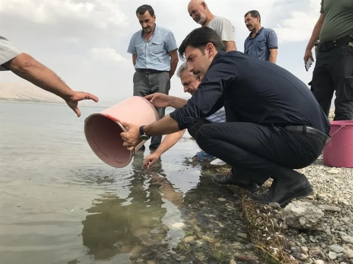 Malatya’da göletlere 2,5 milyon yavru sazan
