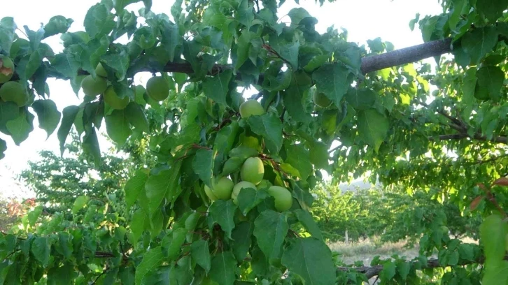 Malatya’da kayısı üreticisi hasat için gün sayıyor
