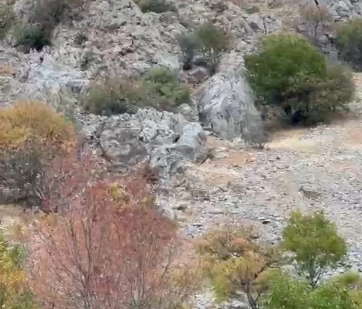 Malatya’da yaban keçileri sürü halinde görüntülendi
